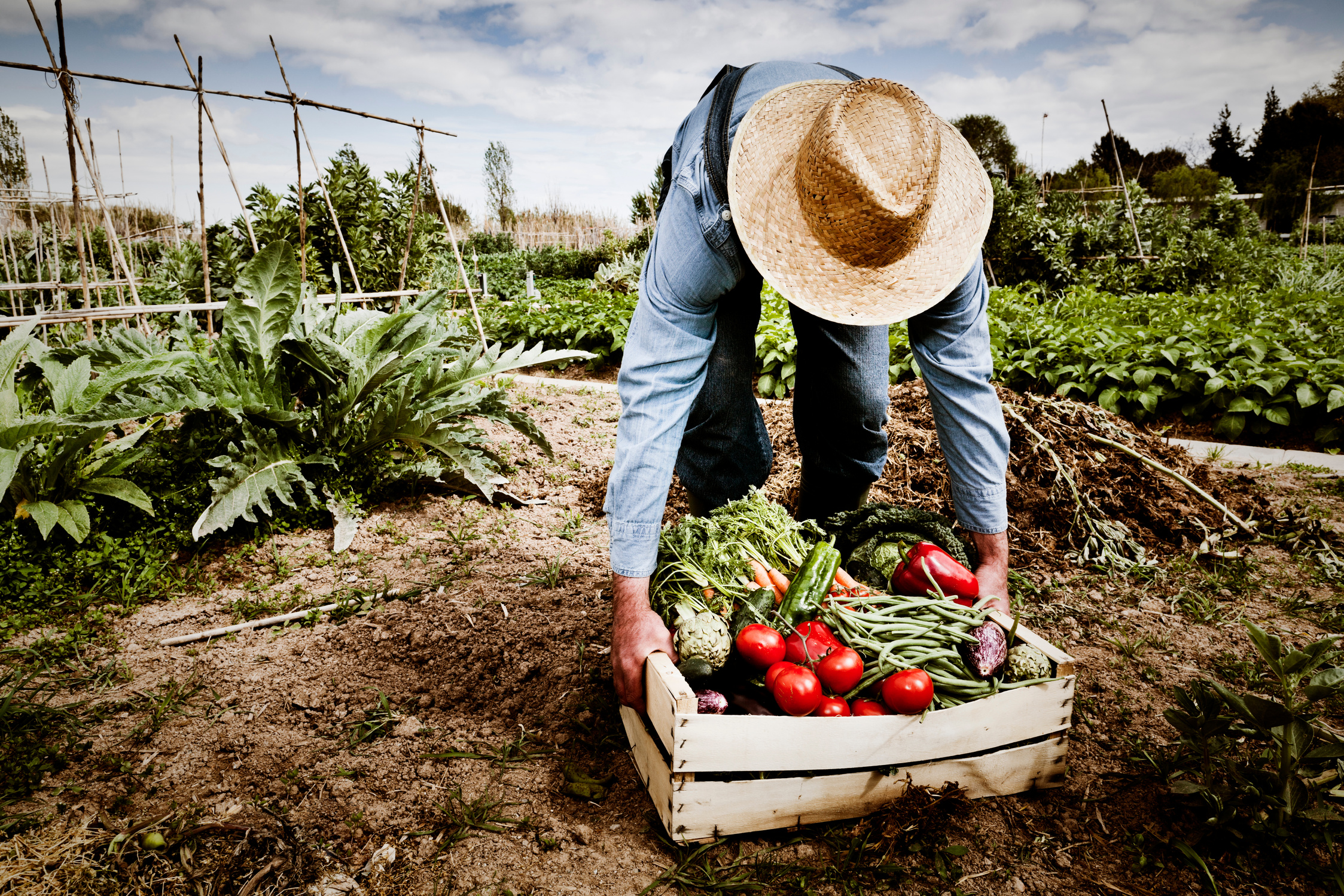 Vegetable garden